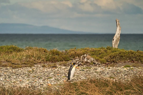 Aptenodytes Patagonicus Pingüinos Rey Blancos Negros Que Viven Antártida América — Foto de Stock