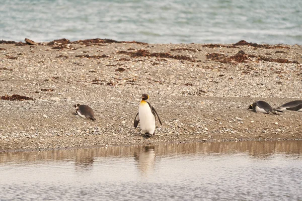 Aptenodytes Patagonicus Pingüinos Rey Blancos Negros Que Viven Antártida América — Foto de Stock