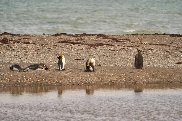 Aptenodytes Patagonicus Pingüinos Rey Blancos Negros Que Viven Antártida América — Foto de Stock