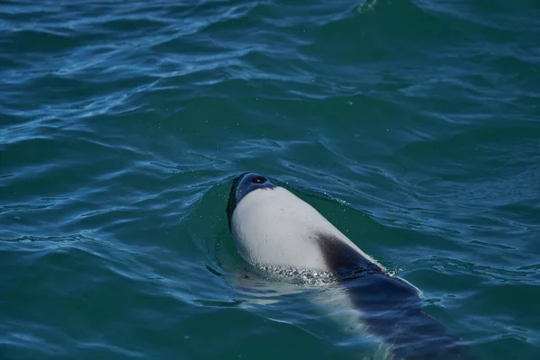 アルゼンチンのパタゴニア沿岸の大西洋のターコイズブルーの海で泳いでいる黒と白のコモンズイルカは 彼らのブローホールと背の高いフィンを示し いくつかの水をはね — ストック写真