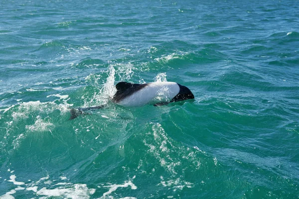 アルゼンチンのパタゴニア沿岸の大西洋のターコイズブルーの海で泳いでいる黒と白のコモンズイルカは 彼らのブローホールと背の高いフィンを示し いくつかの水をはね — ストック写真