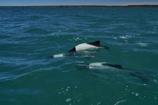 アルゼンチンのパタゴニア沿岸の大西洋のターコイズブルーの海で泳いでいる黒と白のコモンドリンは 彼らのブローホールと背の高いフィンを示し またパンダイルカやミニオルカとして知られているいくつかの水をはねます — ストック写真