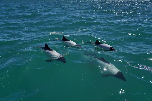 Black White Commerson Dolphins Swimming Turquoise Water Atlantic Ocean Coast — Stock Photo, Image