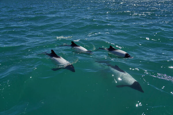 Black and white Commerson Dolphins swimming in the turquoise water of the atlantic ocean at the coast of patagonia in argentina, showing of their blow hole and dorsal fin and splashing some water	