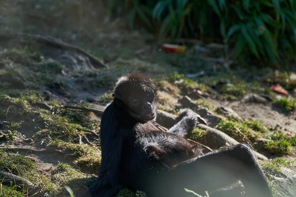 Monyet Laba Laba Berkepala Hitam Ateles Rewel Berbaring Bawah Sinar — Stok Foto