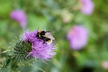 Bombus terrestris, geniş toprak yaban arısı, kabarık kuyruklu yaban arısı devedikeni menekşesinde oturuyor ve sırtında polenle Nektar ile besleniyor.  