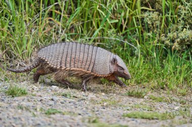Chaetophractus villosus, şirin ve komik armadillo Patagonya, Arjantin 'deki Peninsula Valdes' te uzun çimlerin üzerinde koşuyor.