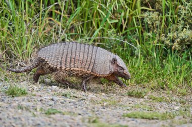Chaetophractus villosus, cute and funny armadillo running over gravel in front of tall grass at Peninsula Valdes in Patagonia, Argentina_2 clipart