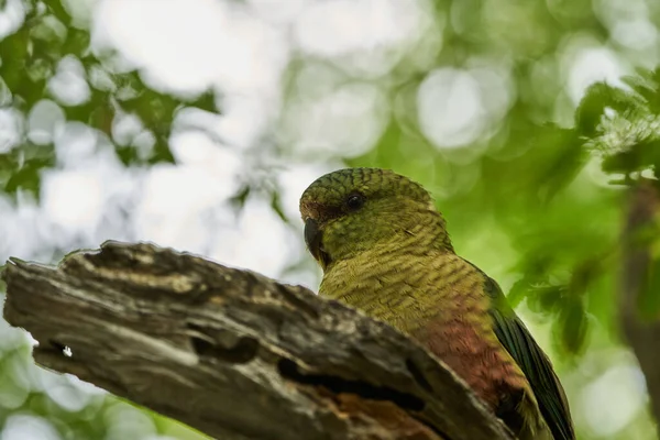 Primo Piano Enicognathus Ferrugineus Del Parrocchetto Australe Del Conure Australe — Foto Stock