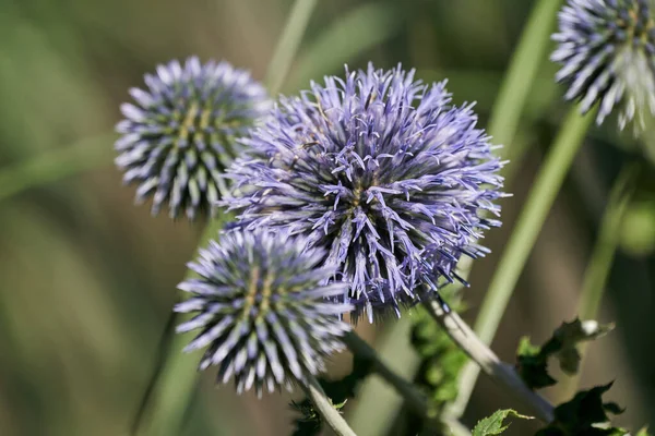 Echinops Flor Violeta Cardo Globo Macro Tiro Com Profundidade Campo — Fotografia de Stock