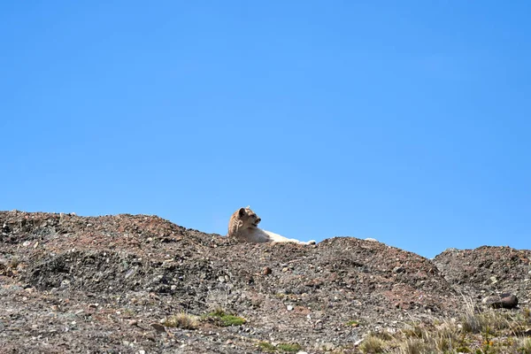 Puma Concolor Cougar Oder Berglöwe Ist Eine Große Wildkatze Aus — Stockfoto