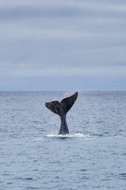 Eubalaena australis, Güney sağ balinası Atlantik Okyanusu 'nun yüzeyine giriyor ve kuyruk yüzgecini Golfo Nuevo Körfezi' nde Peninsula Valdes, Patagonya, Arjantin 'de Puerto Madryn' e yakın gösteriyor.