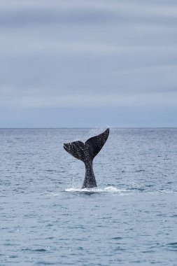 Eubalaena australis, Southern right whale breaching through the surface of the atlantic ocean and showing the tail fin in the bay of Golfo Nuevo close to Puerto Madryn at Peninsula Valdes, Patagonia, Argentina_4 clipart
