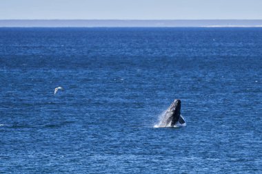 Eubalaena australis, Patagonya, Peninsula Valdes 'te Puerto Madryn' e yakın olan Golfo Nuevo körfezindeki Atlantik Okyanusu 'nun yüzeyine giren Güneyli sağ balina.