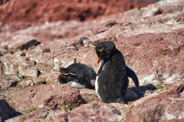 Eudyptes chrysocome, Arjantin 'in patagonya' nın Atlantik kıyısındaki Isla pinguino kayalıklarında yaşayan tepeli penguen türüdür. Kırmızı gözleri ve karakteristik sarı kaşları ile bilinir _ 1