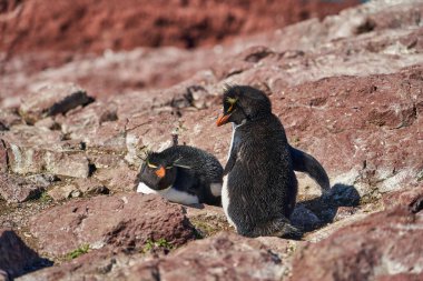 Eudyptes chrysocome, Arjantin 'in patagonya' nın Atlantik kıyısındaki Isla pinguino kayalıklarında yaşayan tepeli penguen türüdür. Kırmızı gözleri ve karakteristik sarı kaşlarıyla tanınır.