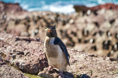 Eudyptes chrysocome, Arjantin 'in patagonya' nın Atlantik kıyısındaki Isla pinguino kayalıklarında yaşayan tepeli penguen türüdür. Kırmızı gözleri ve karakteristik sarı kaşlarıyla tanınır.