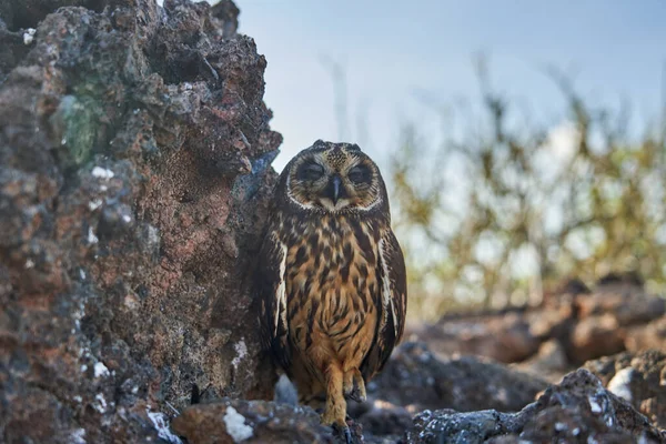 Galapagos 'un kısa kulaklı baykuşları Galapagos Adaları' na özgüdür ve küçük kulakları vardır. Volkanik kayaların gölgesinde oturan baykuş.