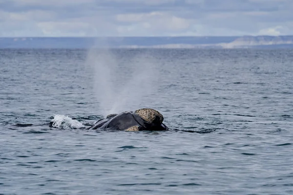 Eubalaena Australis Southern Right Whale Breaching Surface Atlantic Ocean Blowing — Stock Photo, Image