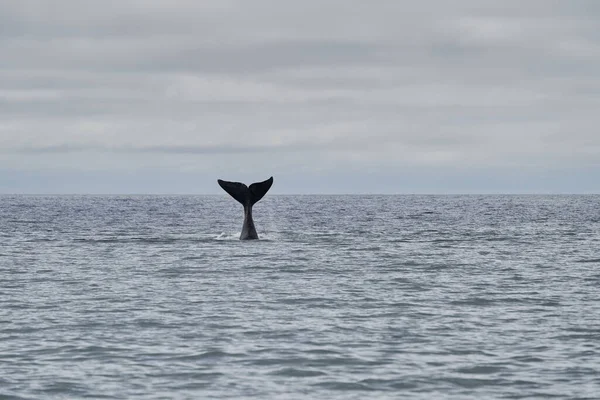 Eubalaena Australis Southern Right Whale Breaching Surface Atlantic Ocean Showing — Stock Photo, Image