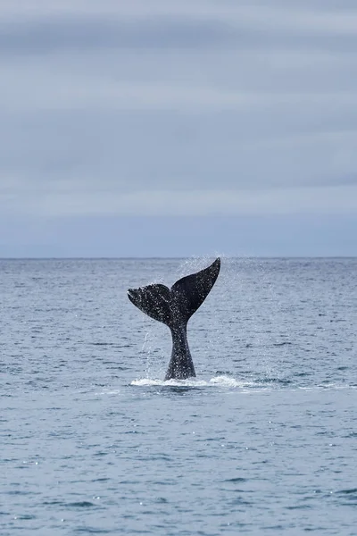 Eubalaena Australis 南の右の鯨が大西洋の表面を通り アルゼンチンのパタゴニア半島のプエルトマドリンに近いゴルフォ ヌエボ湾の尾のフィンを示す_4 — ストック写真