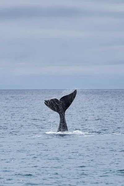 Eubalaena australis, Güney sağ balinası Atlantik Okyanusu 'nun yüzeyine giriyor ve kuyruk yüzgecini Golfo Nuevo Körfezi' nde Peninsula Valdes, Patagonya, Arjantin 'de Puerto Madryn' e yakın gösteriyor.