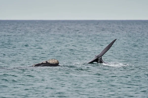 Eubalaena australis, Güney sağ balinası Atlantik Okyanusu 'nun yüzeyine giriyor ve kuyruk yüzgecini, Patagonya, Patagonya, Peninsula Valdes' teki Puerto Madryn 'e yakın olan Golfo Nuevo koyunda gösteriyor.