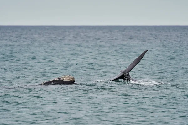 Eubalaena Australis 大西洋の表面を通って南の右クジラの違反し 近くのゴルフォNuevoの湾で尾のフィンを示すプエルトマドリン半島バルデス パタゴニア アルゼンチン — ストック写真