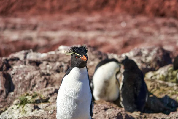 Eudyptes chrysocome, Arjantin 'in patagonya' nın Atlantik kıyısındaki Isla pinguino kayalıklarında yaşayan tepeli penguen türüdür. Kırmızı gözleri ve karakteristik sarı kaşlarıyla tanınır.