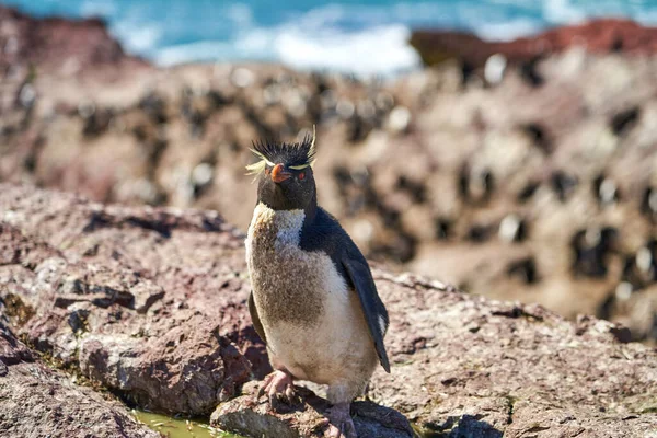 Eudyptes chrysocome, Arjantin 'in patagonya' nın Atlantik kıyısındaki Isla pinguino kayalıklarında yaşayan tepeli penguen türüdür. Kırmızı gözleri ve karakteristik sarı kaşlarıyla tanınır.