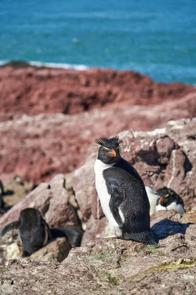 Eudyptes Chrysocome Pingüino Tolva Roca También Conocido Como Pingüino Cresta — Foto de Stock
