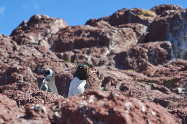 Eudyptes Chrysocome Rotspinguïn Ook Bekend Als Kuifpinguïn Die Leeft Rotsachtige — Stockfoto