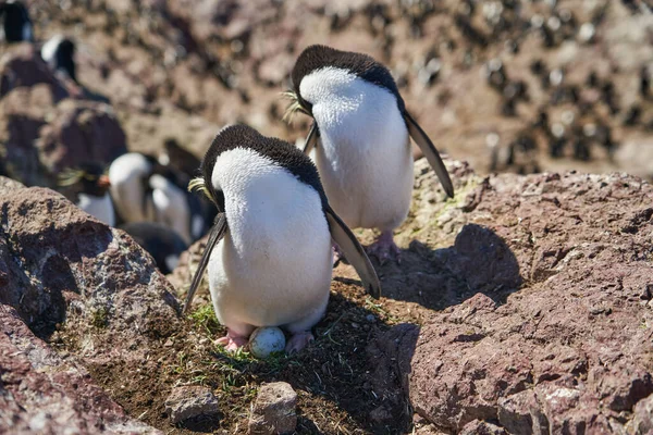 Eudyptes Krysocome Den Klippiga Trattpingvinen Även Känd Som Späd Pingvin — Stockfoto