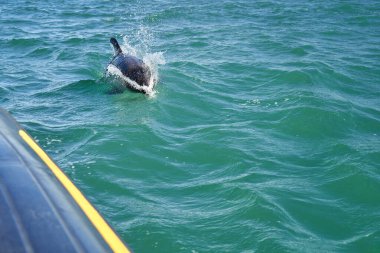 Lagenorhynchus australis, Peale Yunusları Arjantin 'in patagonya kıyısındaki Atlantik okyanusunun turkuaz sularında yüzerek siyah ve sarı kauçuk bir tekneyi kovalıyorlar.