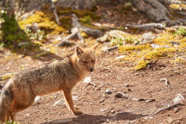 Lycalopex griseus, Tierra del Fuego, Patagonya, Güney Amerika _ 3
