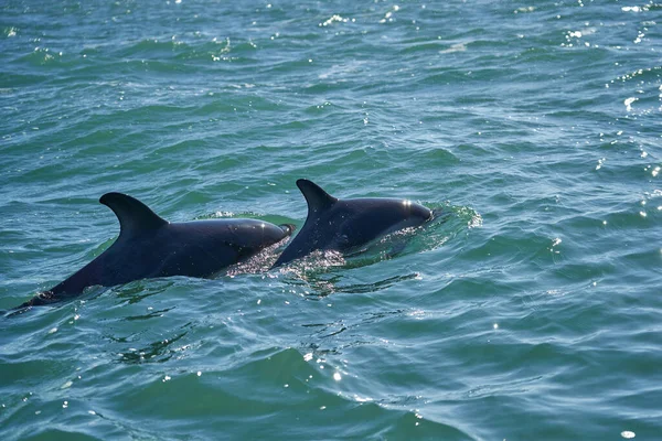 Lagenorhynchus Australis Peale Dolphins Swimming Turquoise Water Atlantic Ocean Coast — Stock Photo, Image