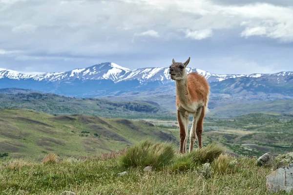 Leporidae, Patagonya, Patagonya 'daki Torres del Paine Ulusal Parkı' ndaki yeşil bir çayırın üzerinde oturan iki tavşan.