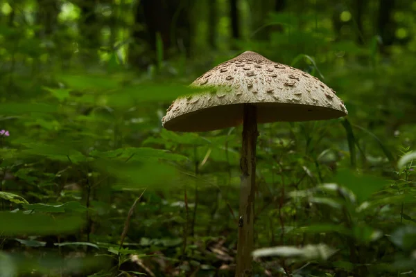 Champignon Avec Grand Parapluie Debout Dans Forêt Sombre Macrolepiota Procera — Photo