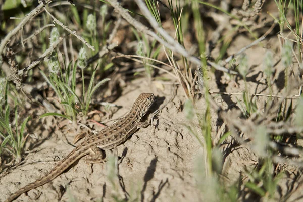 Reptil Kleine Eidechse Sitzt Auf Dem Boden Hohen Gras — Stockfoto
