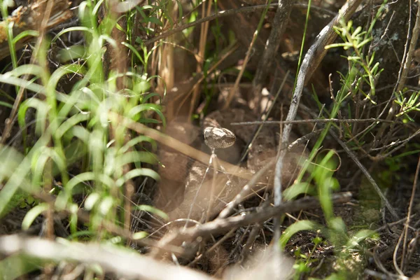 Pequena Cobra Patagônia Argentina Escondida Debaixo Arbusto Quase Invisível Através — Fotografia de Stock