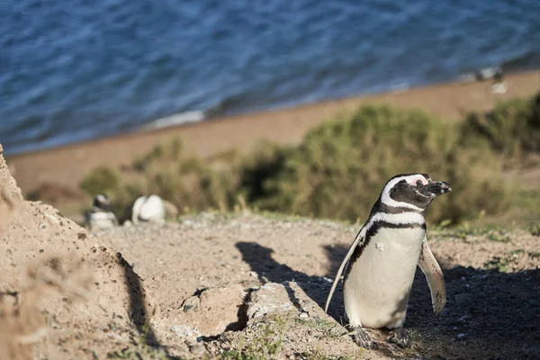 Spheniscus Magellanicus Magellanic Penguin Vid Klipporna Halvön Valdes Patagonien Argentina — Stockfoto