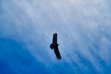 And Akbabası, Vultur gryphus, Peru 'nun And Dağları' ndaki Colca Kanyonu 'nun üzerinden Arequipa' ya doğru yükseliyor. And Akbabaları dünyanın en büyük uçan kuşudur, ağırlığı ve kanat açıklığının toplamından oluşur.