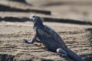 Deniz iguanası, Amblyrhynchus kristali, ayrıca deniz, tuzlu su, veya Galapagos deniz iguanası Galapagos adalarının lav kayalarında oturup güneşi emer.