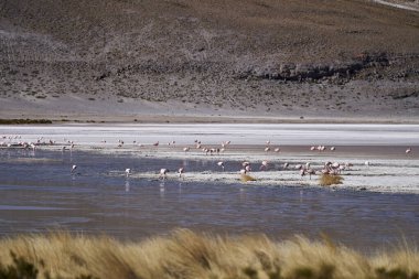 Andean flamingo, Phoenicoparrus andinus, Bolivya 'daki Altiplano' nun dağlık arazisindeki lagünlerden birinde, And Dağları 'nda.