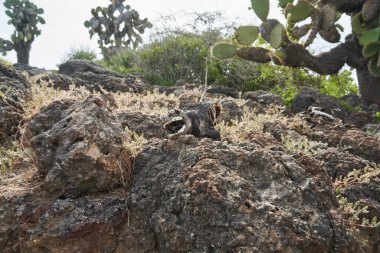 Galapagos kara iguanası, Conolophus subcristatus. Ölü ve çürümüş kertenkele vücudu, beyaz dişli bir dinozor gibi görünüyor, volkanik kayaların arasında yatıyor. Galapagos Adaları, Ekvador