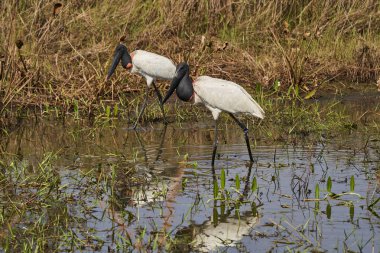 Jabiru, Meksika 'dan Arjantin' e kadar Amerika 'da bulunan, siyah başlı ve kırmızı boyunlu, şişme boğazlı, Pantanal, Brezilya' da yaşayan bir kuş türüdür.