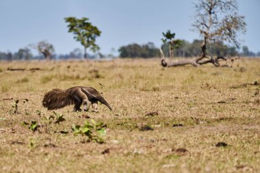 Güney Pantanal 'daki bir çiftliğin çayırında yürüyen dev bir karıncayiyen. Myrmecophaga tridactyla, Orta ve Güney Amerika 'da yaşayan böceksi bir memelidir..