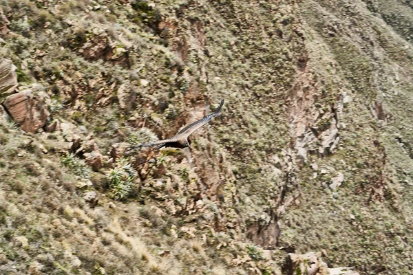 Cóndor Andino Vultur Gryphus Eleva Sobre Cañón Del Colca Los — Foto de Stock