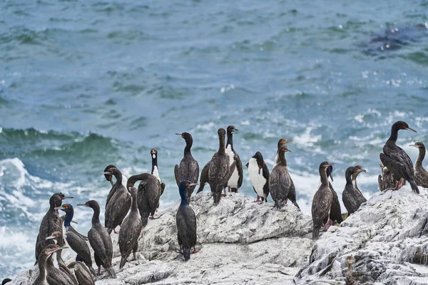 Colonia Aves Parque Nacional Paracas Costa Del Océano Pacífico Del — Foto de Stock