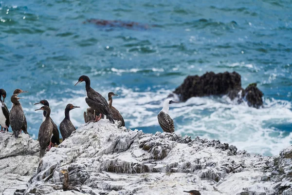 Madárkolónia Paracas Nemzeti Parkban Csendes Óceán Partvonalánál Peruban Guanay Cormorant — Stock Fotó